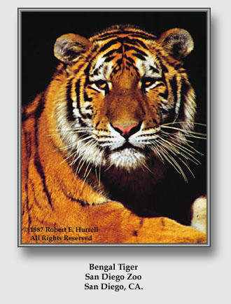 images/bengal_tiger.jpg